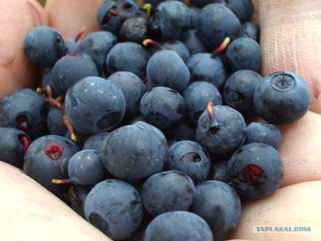 Кольский полуостров