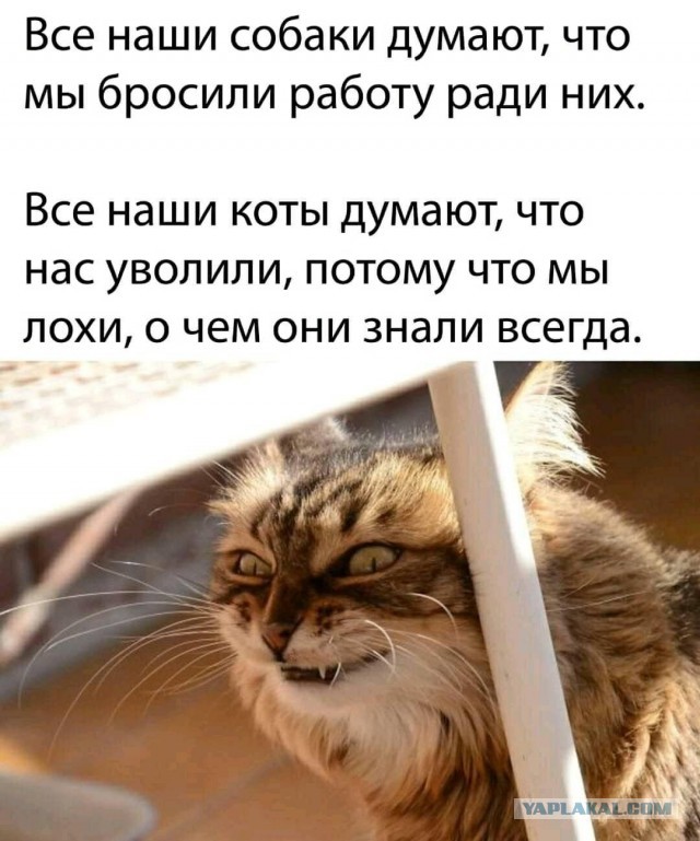 Весёлый полтишок 08.09.22