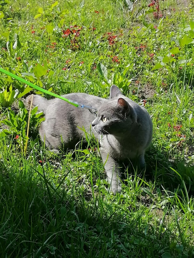 Шерстяной котовторник. Октябрь 2022