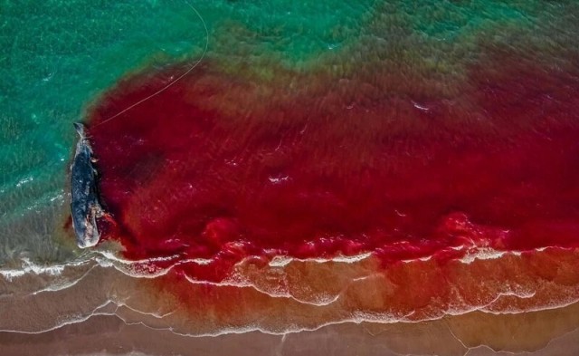 Победители фотоконкурса Ocean Photographer of the Year 2022