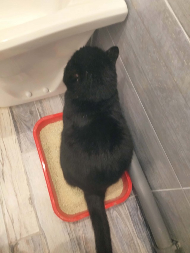 Котоюмор на ЯП. Веселые кото-картинки!