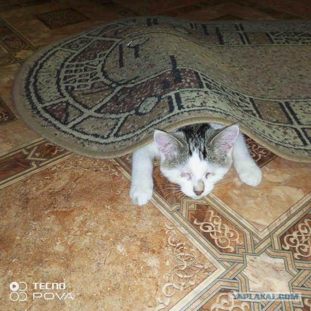 Новая Жизнь (К Кошачьему Вторнику)