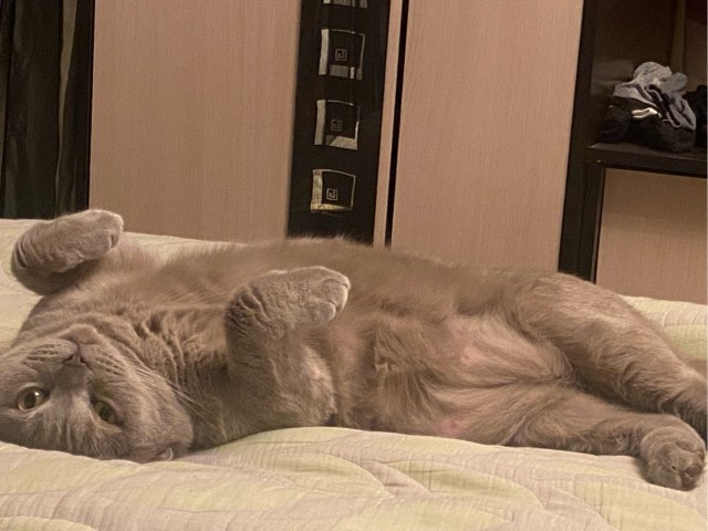 Вы хочите кошек, их есть у меня...