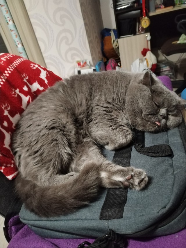 Сегодня всемирный день кошек!
