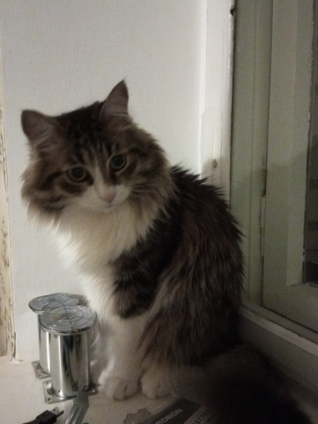 Котовторник! 16+ Коллеги-рабы, отмечаемся, у кого хозяину много лет!