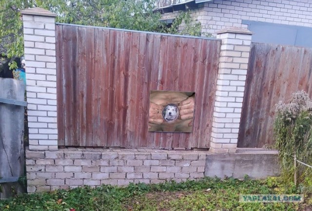 Белка или Стрелка?
