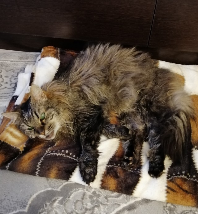 Дзен-котизм