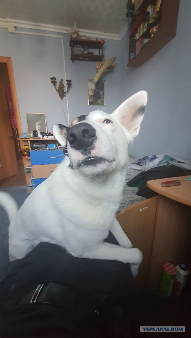 Эх, собакочетверг же