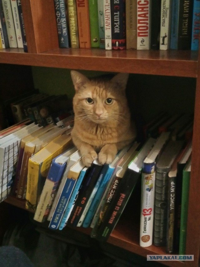 Сборник рассказов ЯПовских авторов. Обсуждение проблемы.