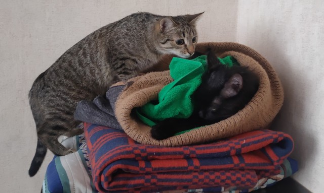 Котовторник 09.04.24