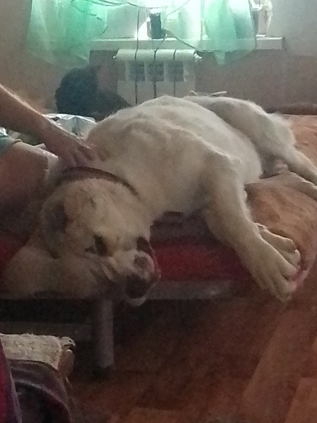 Собакочетверг 11.04.2024