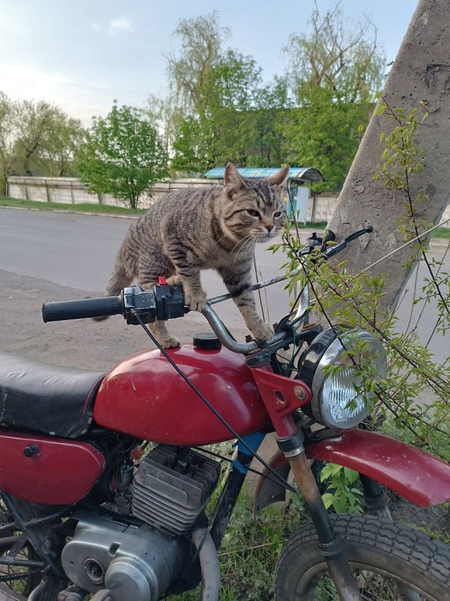 Граждане рабы, в где тема с котовторником?