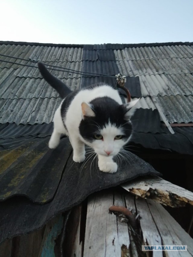 Коты деревенской породы