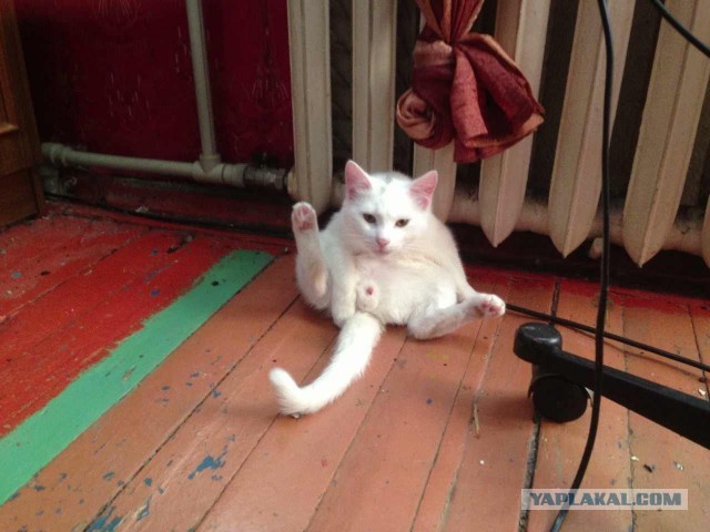 Котовторник 21.05.2013