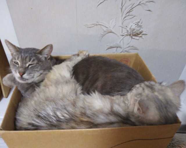 Котовторник в картинках