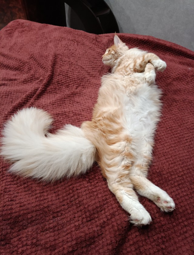 Хвостище для котовторника.