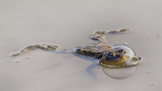 Объявлены финалисты конкурса самых забавных фотографий животных Comedy Wildlife Photography Awards 2024