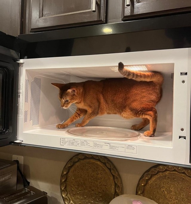 Кот спрятался