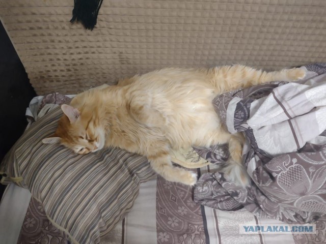 Мой кот