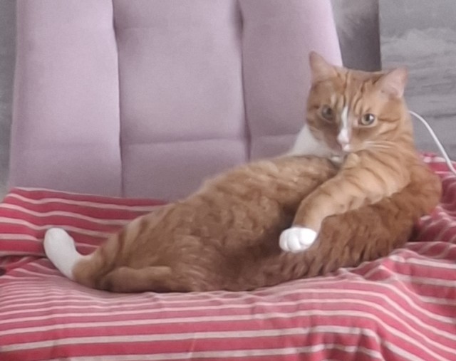 Совпало с котовторником.