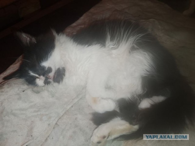 Жизнь домашнего приюта для котеек 539