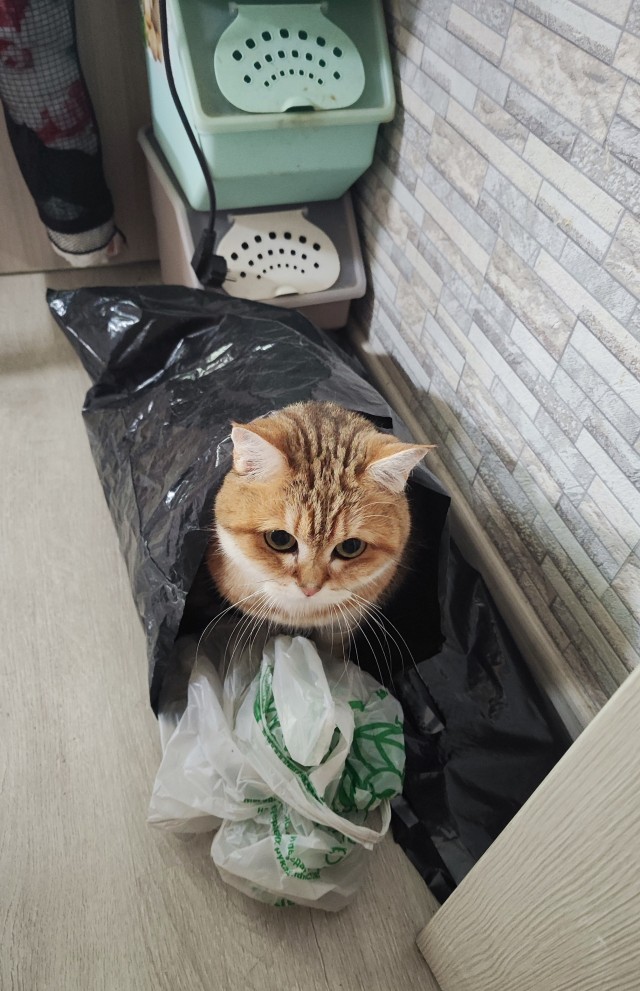 Это что, котовторник?