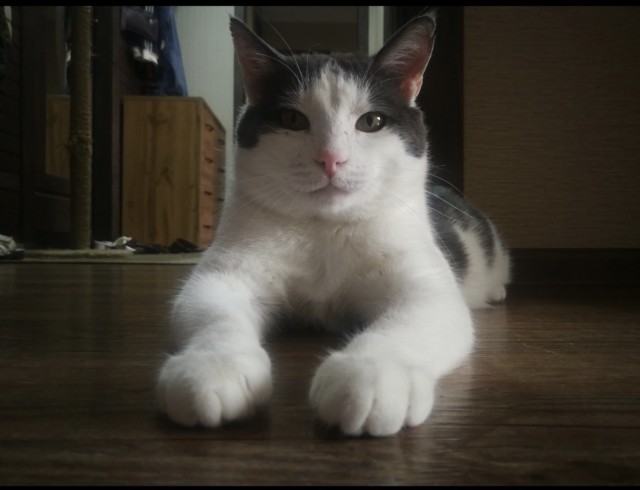 Моя жена не умеет фоткать кота