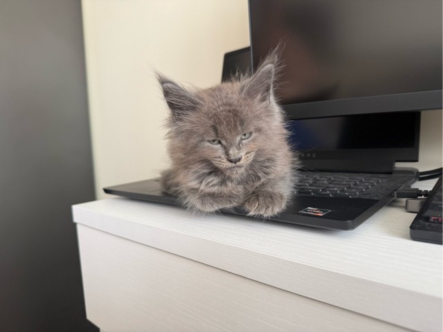 Котовторник вроде бы. Тоже присоединяюсь к рабам кошачьих.