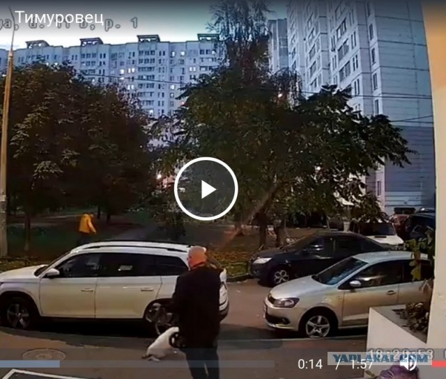 Лысый мужик избил собаку-инвалида в Подольске