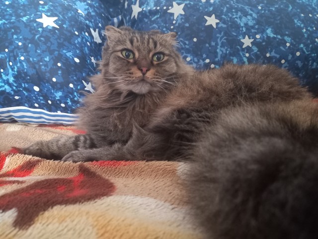 К котовторнику)