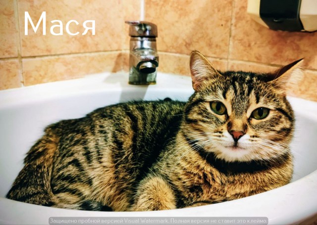 Жизнь домашнего приюта "Котоленд" 523