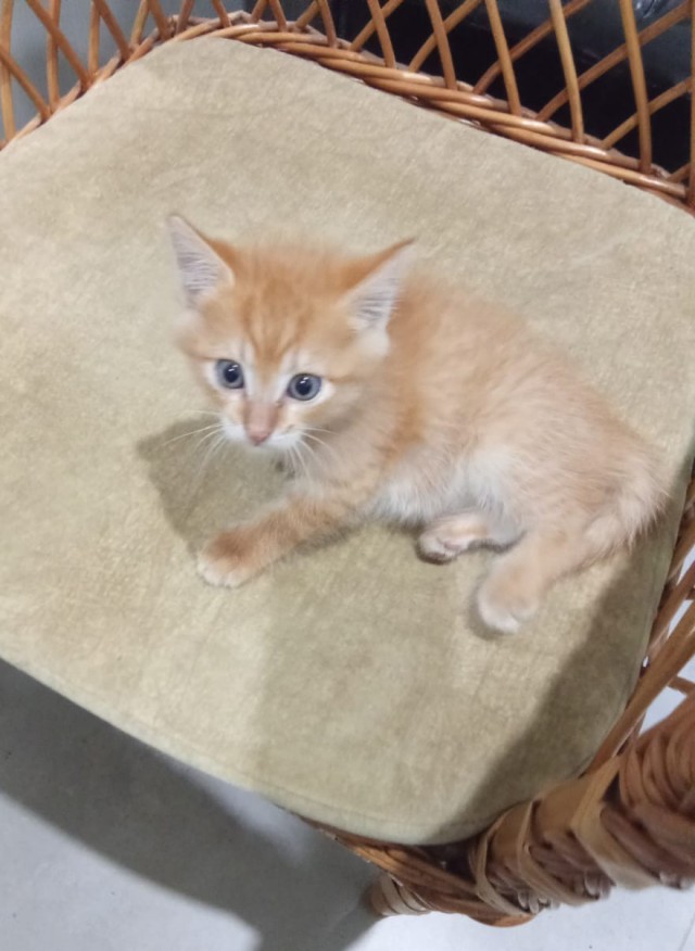 Котовторник 16.12.2025