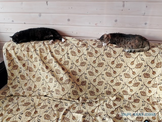 История одного котенка