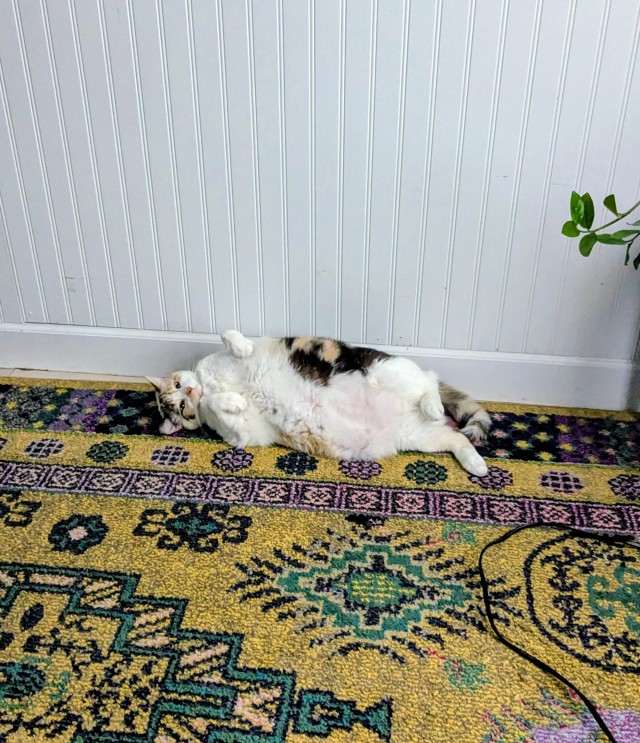 Дурацких фото котов тред — 3