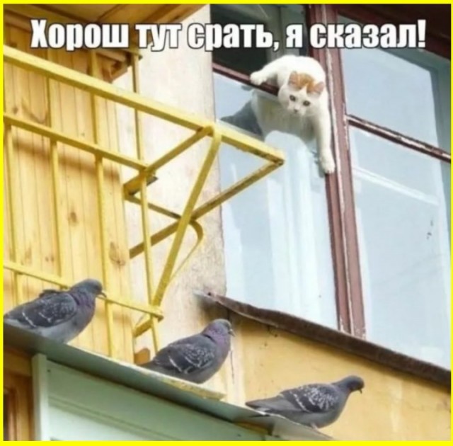 Картинки для деградации 232 (разной степени свежести)
