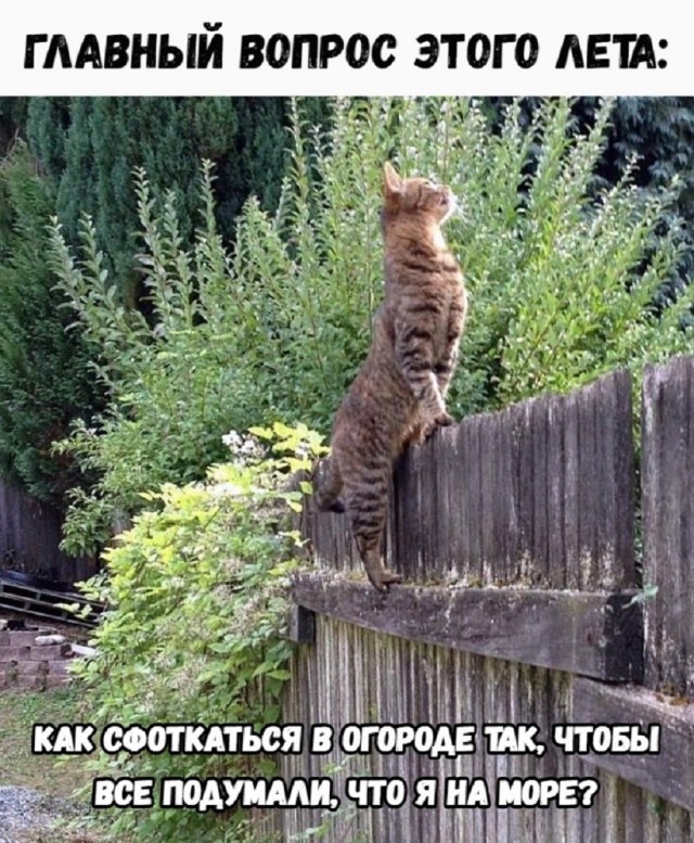 Так себе картинки 20.07.26