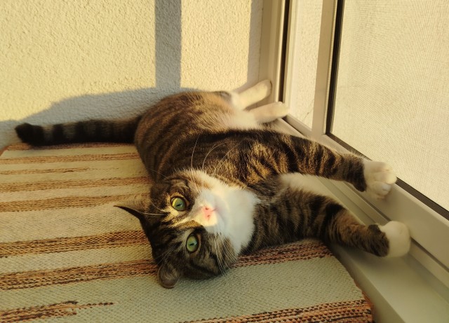 Котовторник!