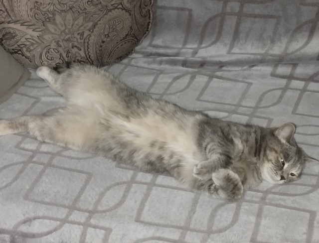 Степана вам в котовторник
