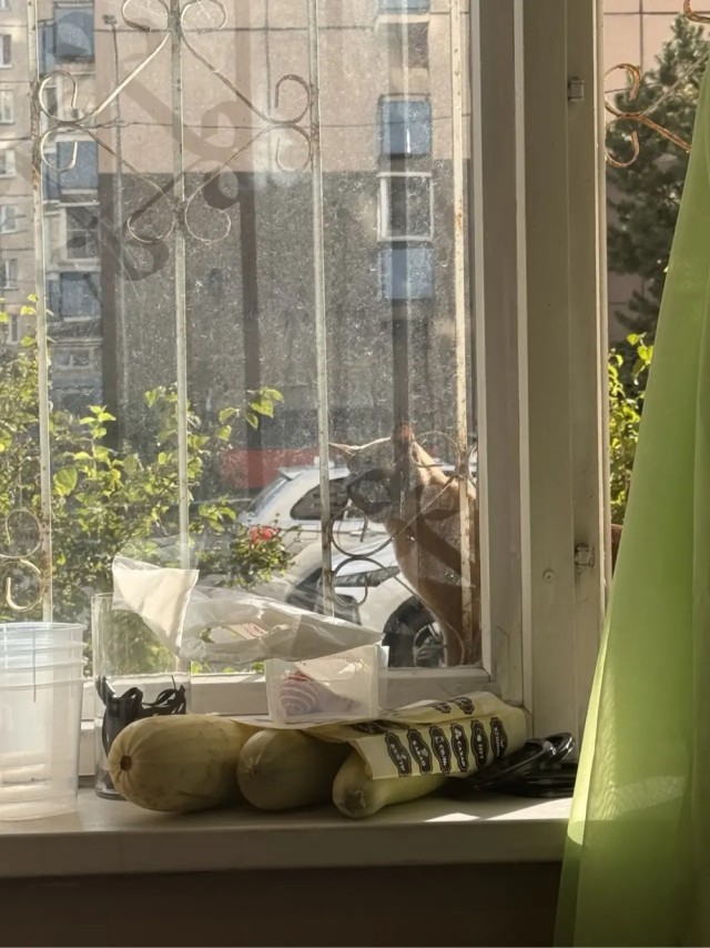 Котовторник