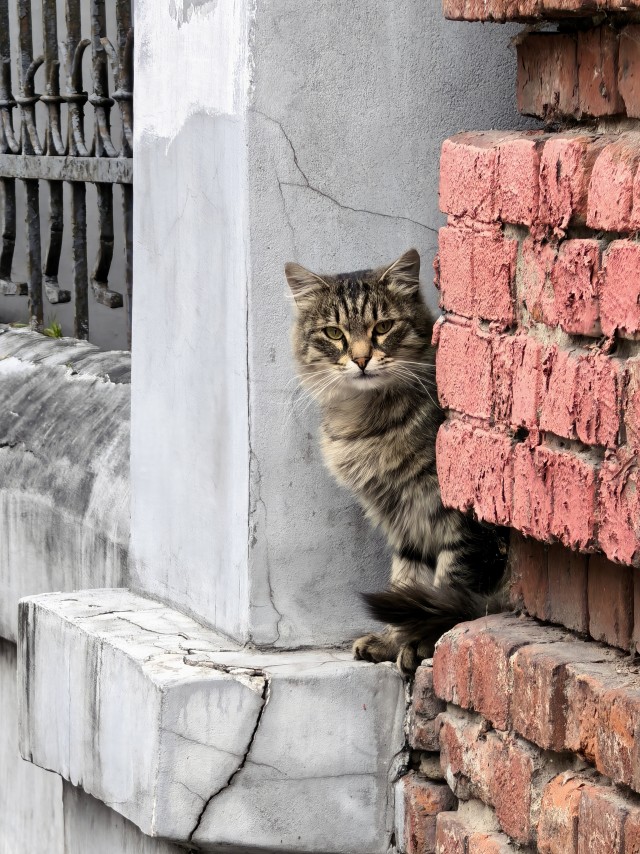 Очередной котовторник