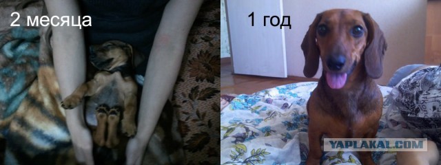 Коты и время