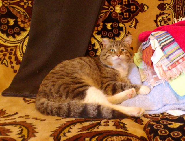 Котовторник 4.02.2014