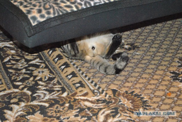Котовторник 04.03.2014
