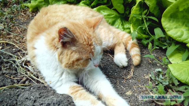 Котовторник 27.5.2014