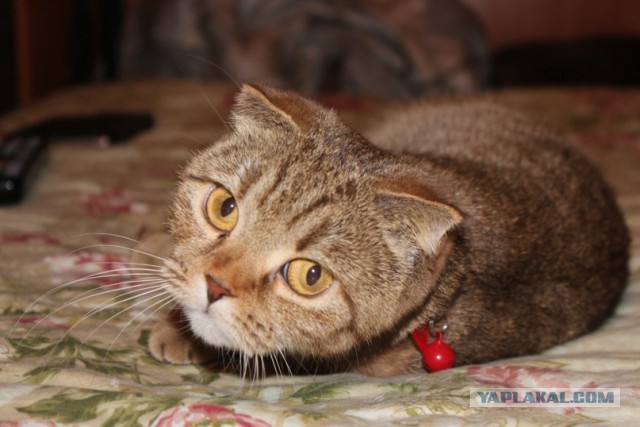 Котовторник 10.06.2014