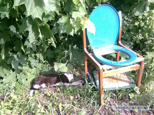 Котовторник 26.08.14.