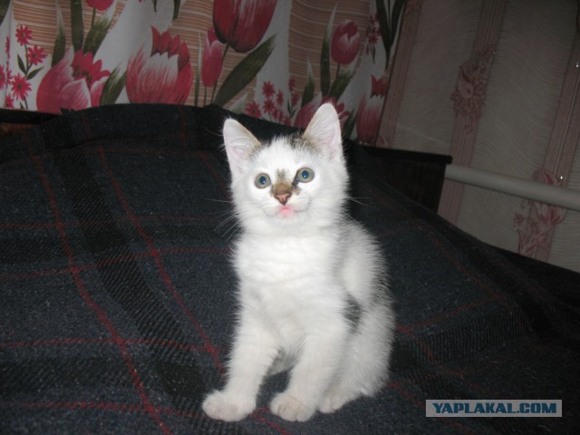 Котовторник 21.10.2014
