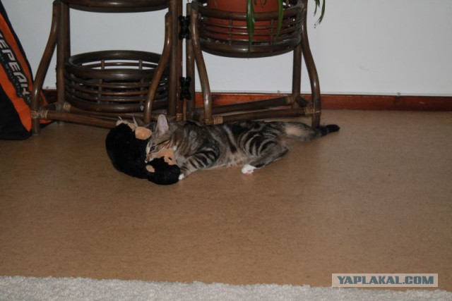 Котовторник 11.11.2014