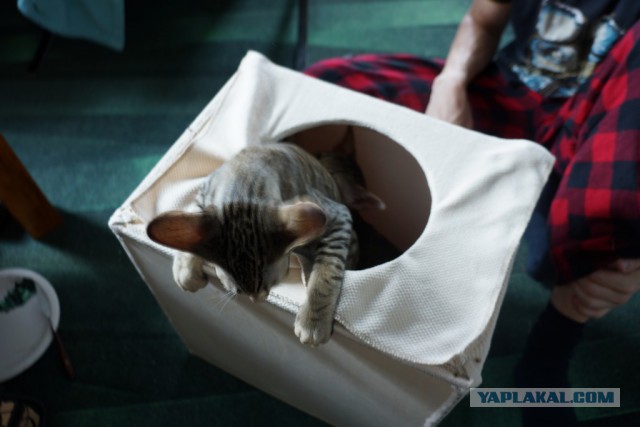 Запиливание котолазалки