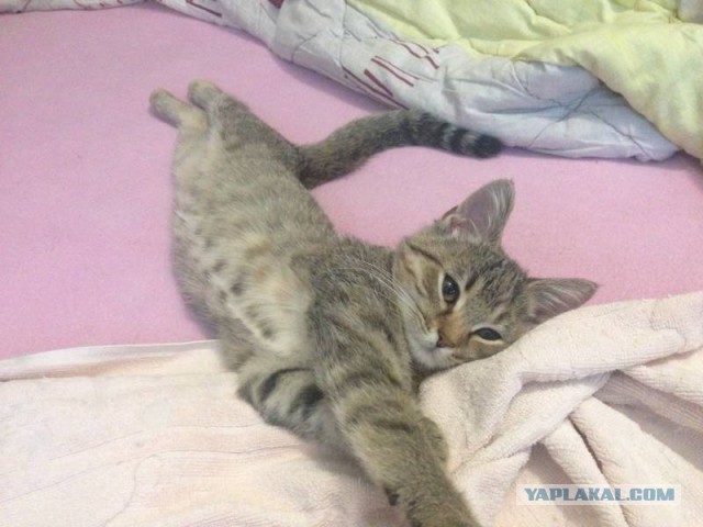 Кошка-новичок